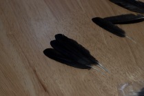 feathers_initial20180201_002_1920